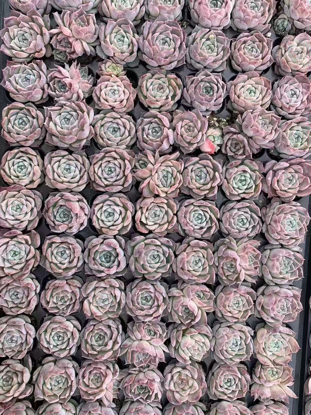 Echeveria 'Poseidon'