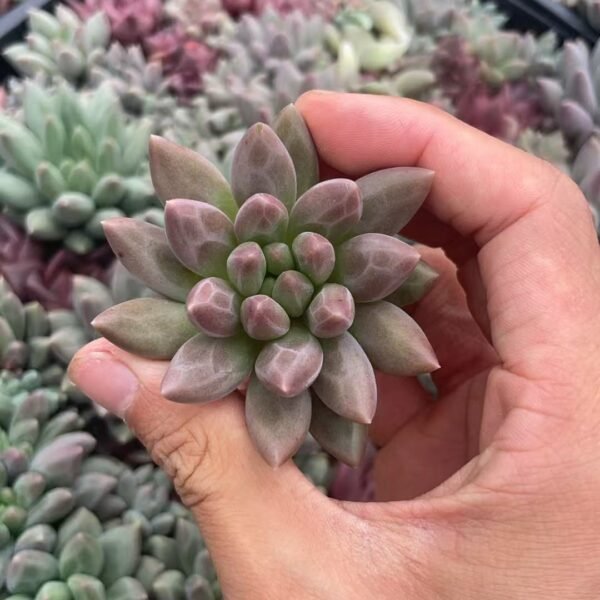 208. Pachyveria ‘Red Dragonfly’