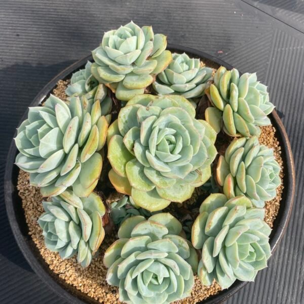 004. Echeveria ‘Love Song’