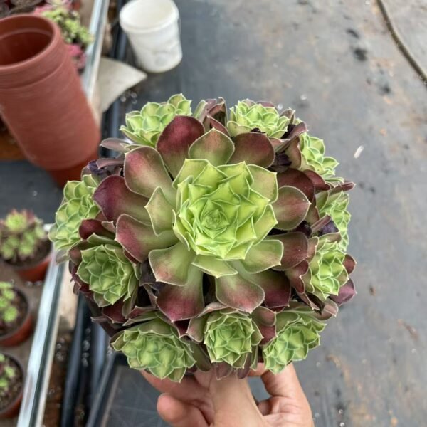 008. Aeonium“Shaohua ”
