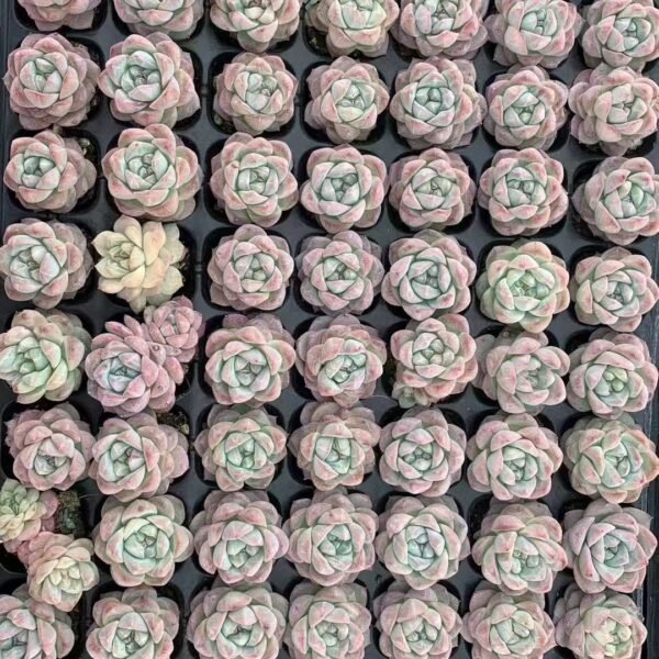 209. Echeveria ‘Blue Diamond’