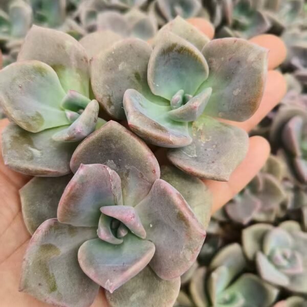 206. Graptoveria ‘Gypsy’