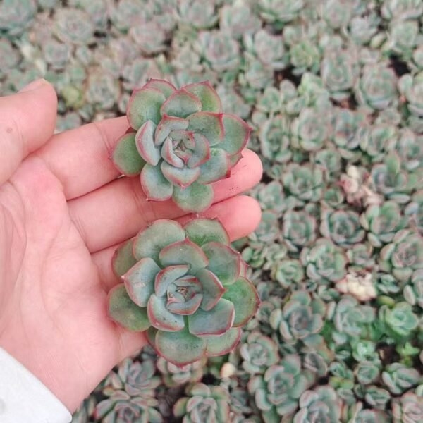 023. Echeveria Orion