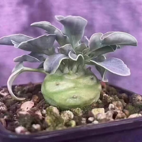 011. Euphorbia globuliculis