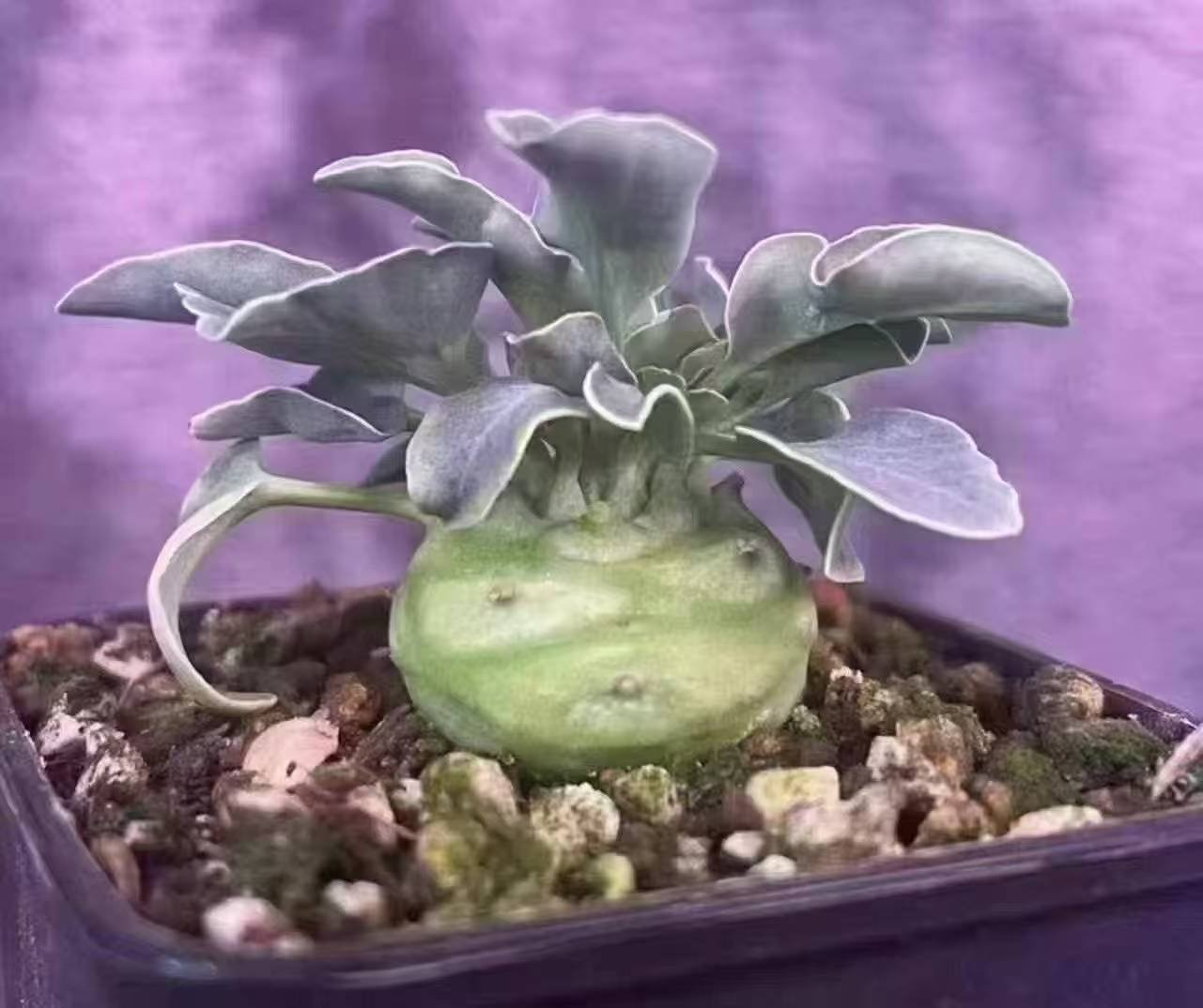 Euphorbia globuliculis