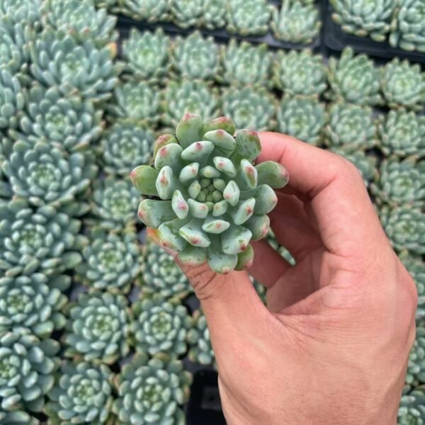196. x Sedeveria ‘Blue Elf’