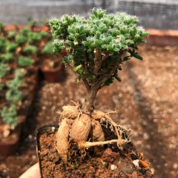 015. Trichodiadema bulbosumSchwantes
