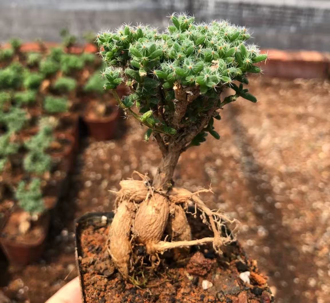 Trichodiadema bulbosumSchwantes