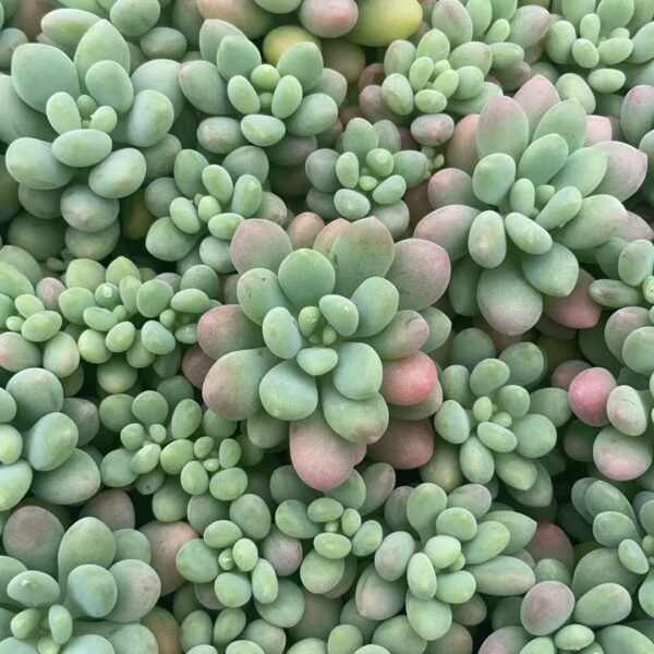 175. Echeveria ‘Caviar’