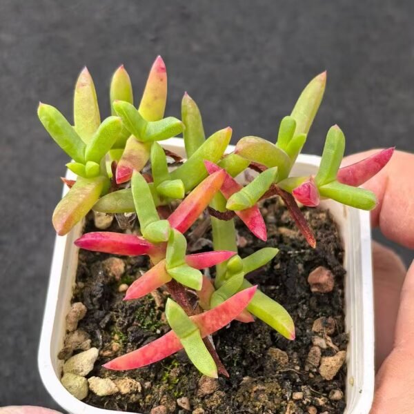 040. Echeveria ‘Little Crystal’