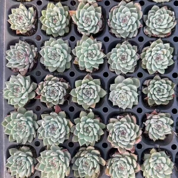 043. Echeveria cuspidata var. zaragozae
