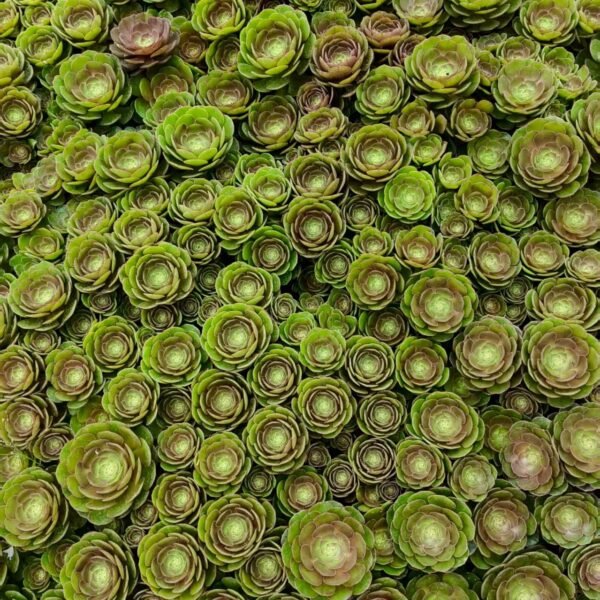 132. Aeonium ‘Halloween’