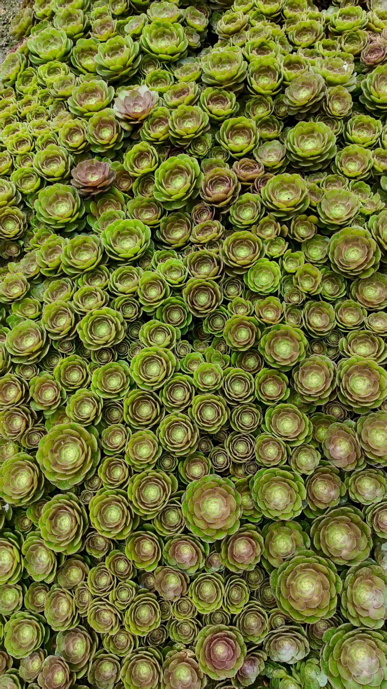 Aeonium 'Halloween'