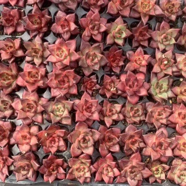 089. Echeveria agavoides ‘Romeo Rubin’