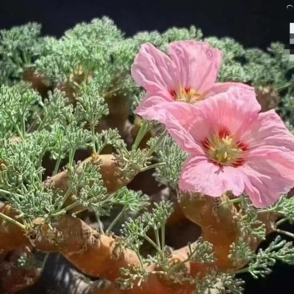 013. Sarcocaulonpeniculatum