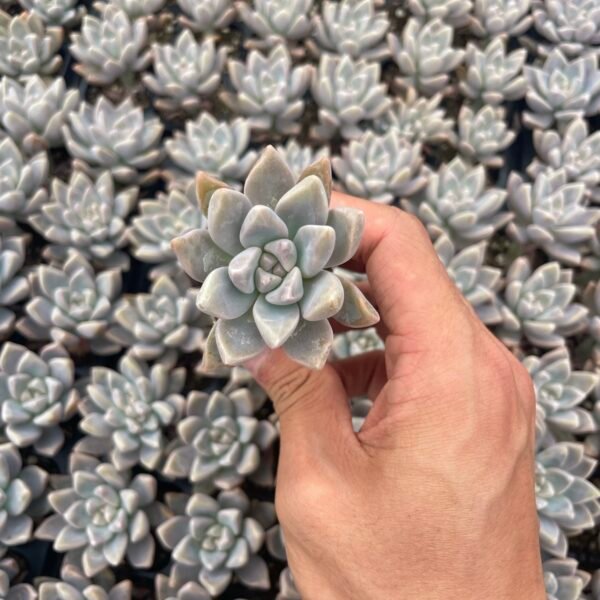 098. Graptopetalum paraguayense ‘Awayuki’