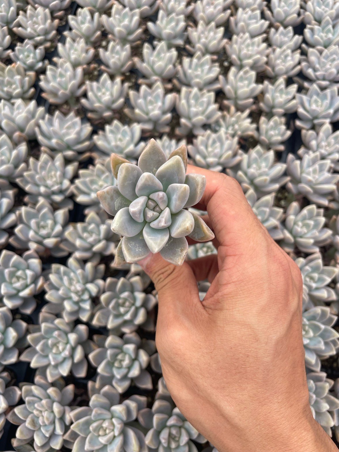 Graptopetalum paraguayense 'Awayuki'