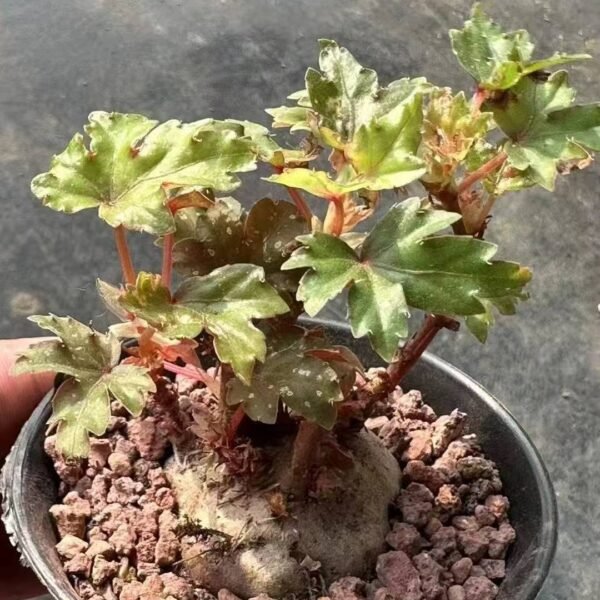 005. Begonia dregei