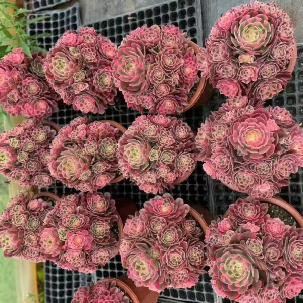 021. Aeonium “Pink Witch”