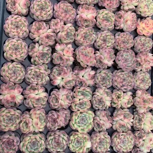 145. Echeveria marcel