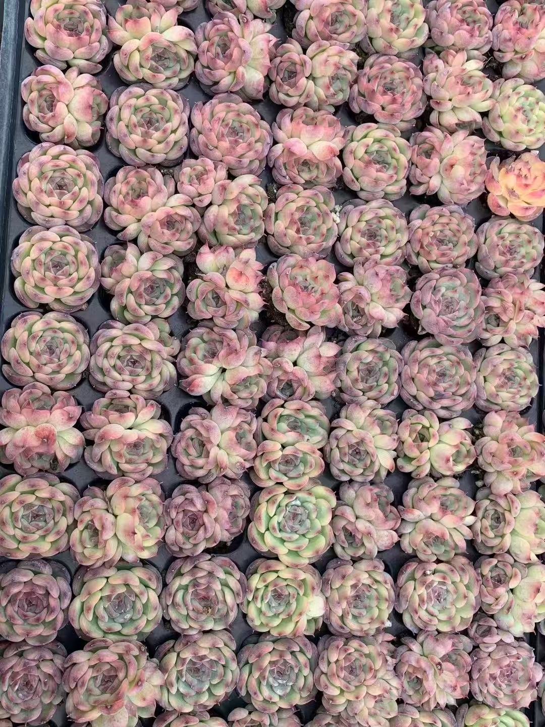 Echeveria marcel
