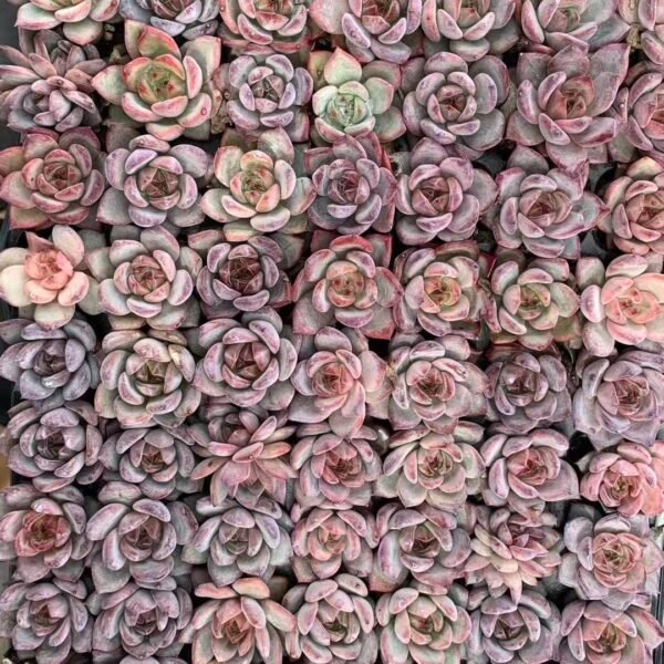 064. Echeveria ‘Sensation’
