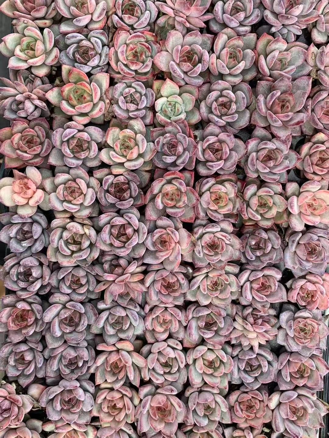 Echeveria affinis