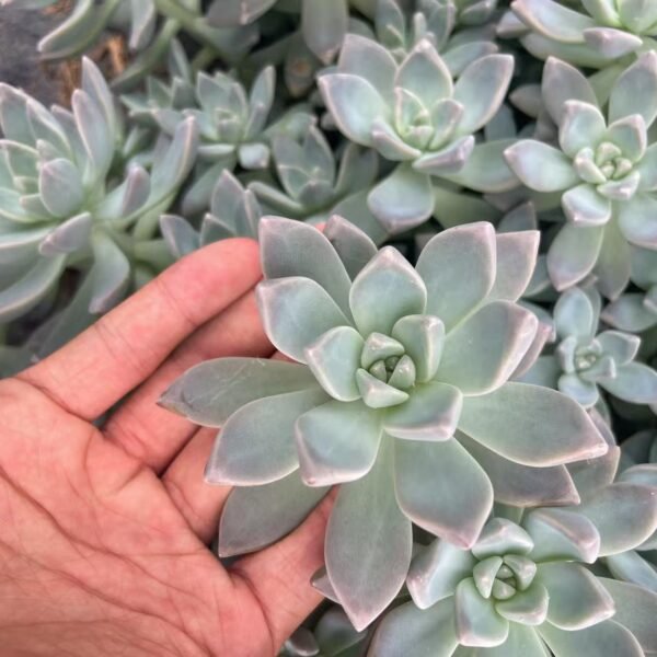 088. Graptopetalum ‘Victor Kane’