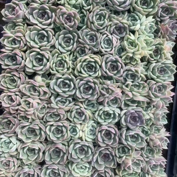 036. Graptoveria ‘Moonglow’