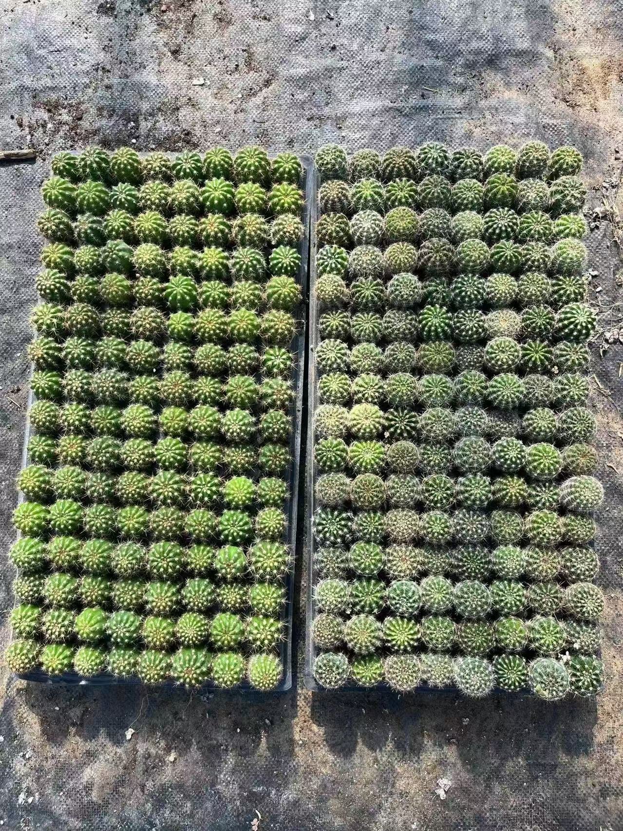 Echinopsis subdenudata