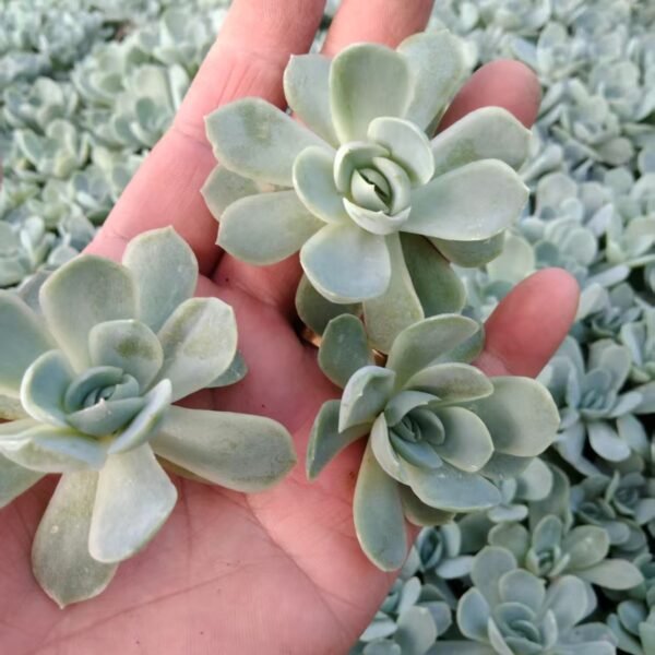 147. Echeveria ‘Cream berry’