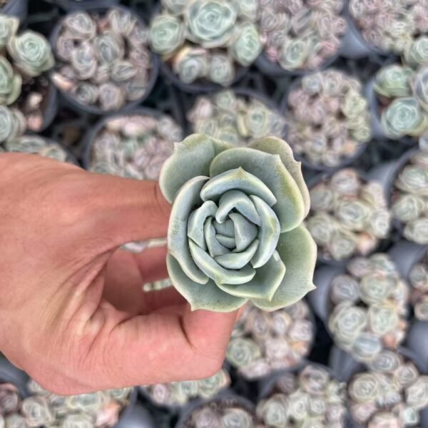 133. Echeveria ‘Lovely Rose’