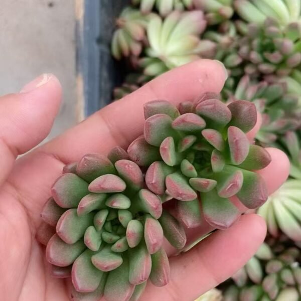125. Sedeveria ‘Pink Ruby’