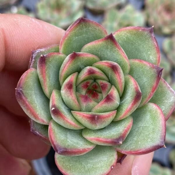 110. Echeveria ‘Moon Stone’