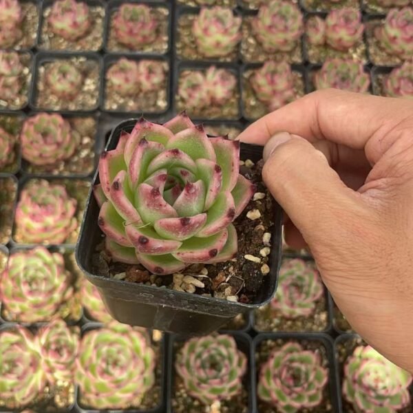 103. Echeveria Agavoides ‘Blue Dragon’