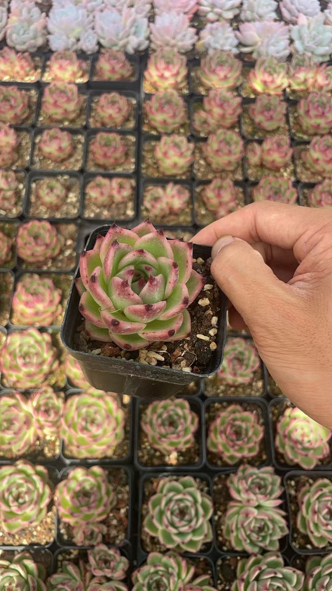 Echeveria Agavoides 'Blue Dragon'