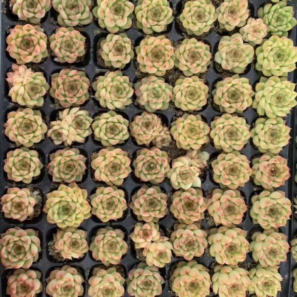 199. Kalanchoe tomentosa ‘Tyoumou’
