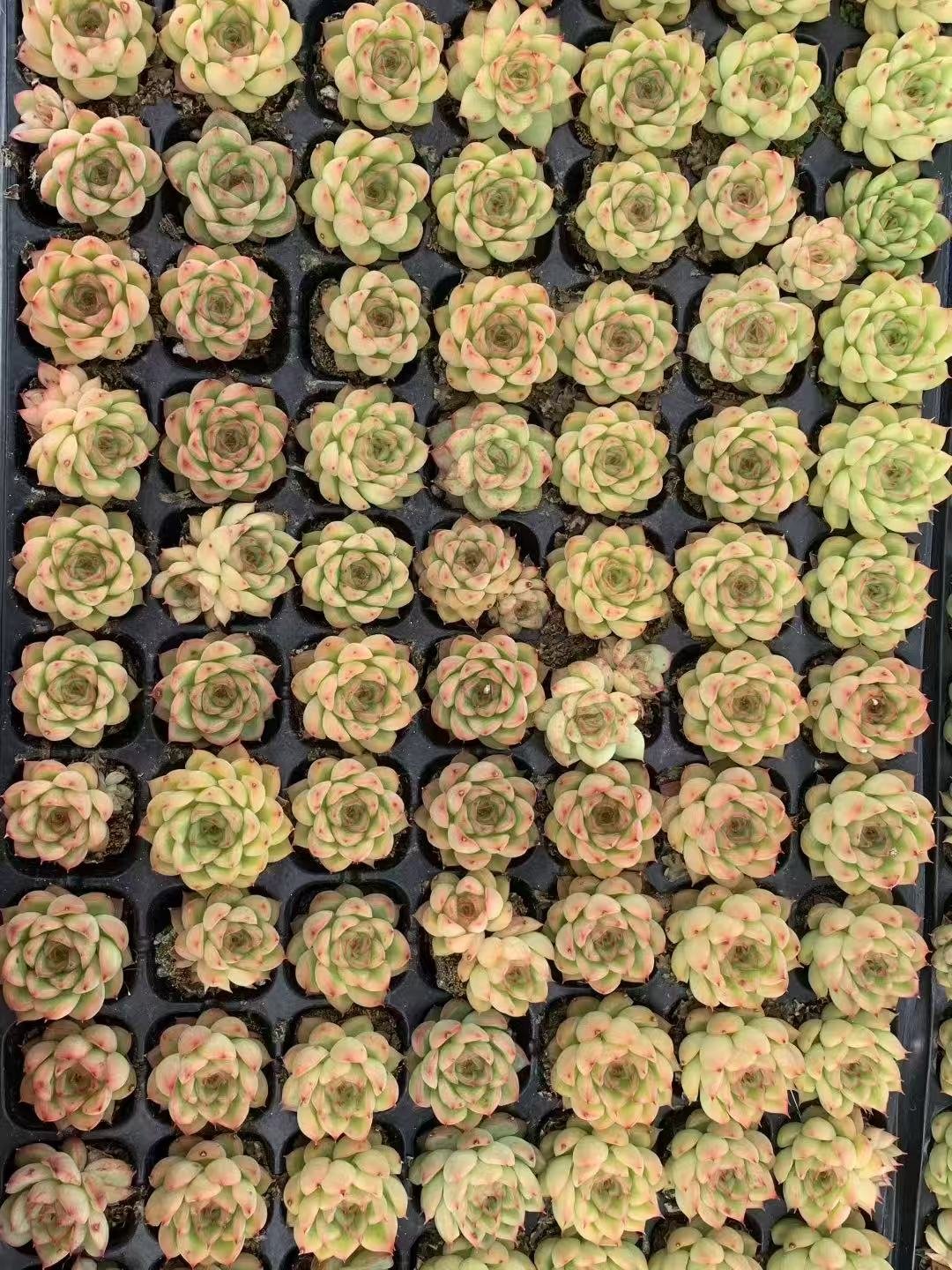 Kalanchoe tomentosa 'Tyoumou'