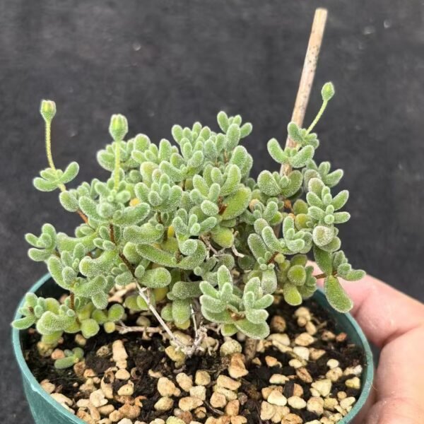 016. Echeveria ‘Ice Crystal’