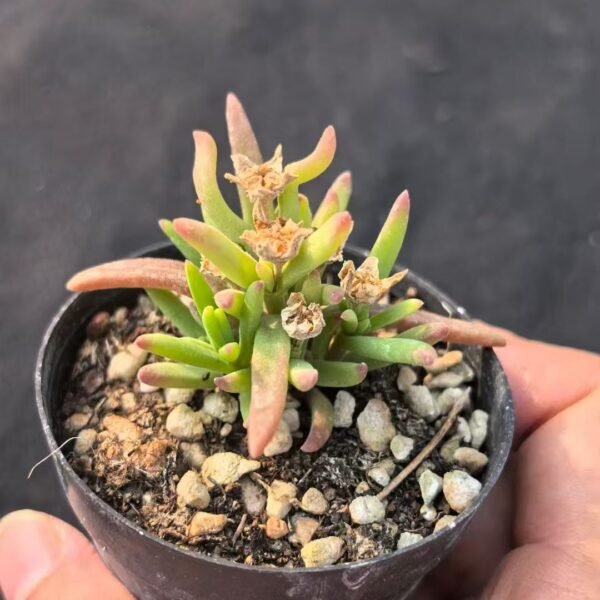 041. Echeveria ‘Ice Flower’