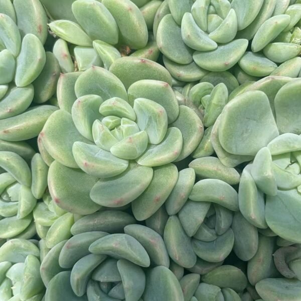 171. Echeveria ‘Ice green’