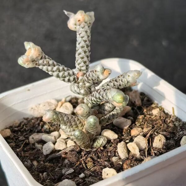 004. Avonia papyrace