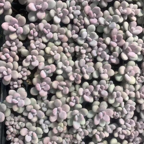 211. Graptopetalum amethystinum