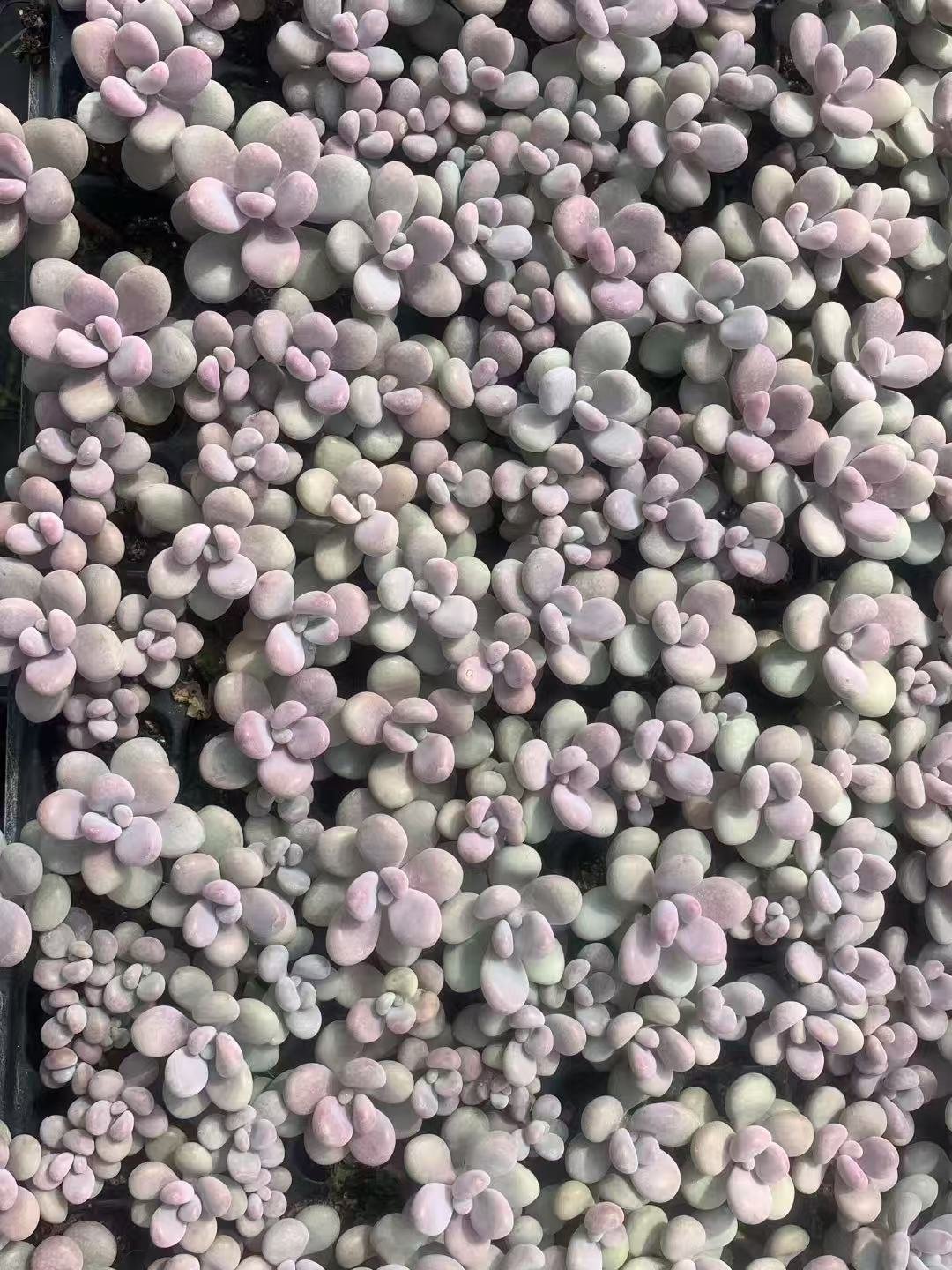 Graptopetalum amethystinum