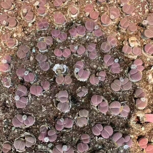 001. 粉碧琉璃