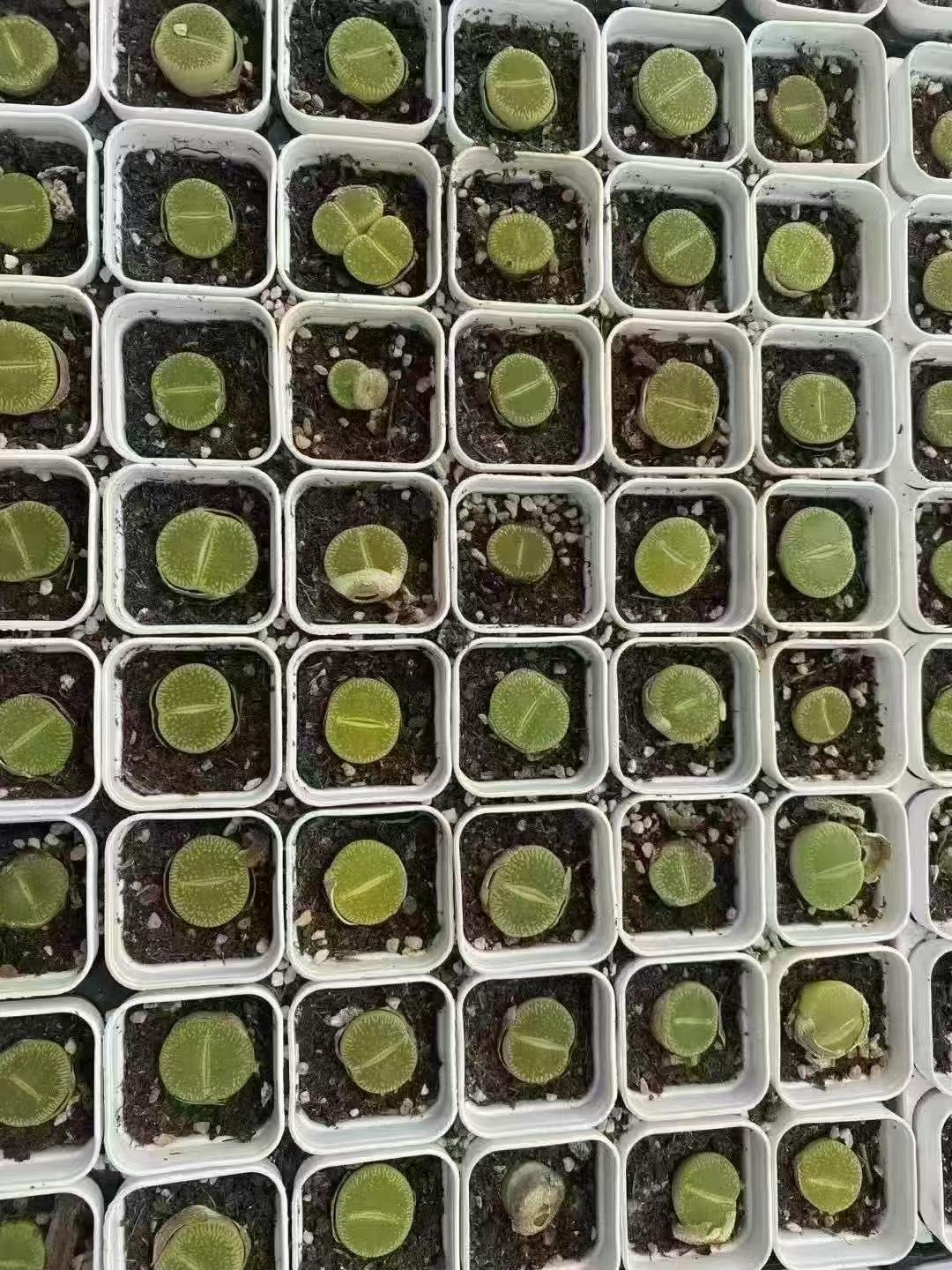 绿光阳