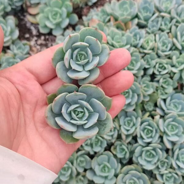 123. Echeveria ‘Deresina’
