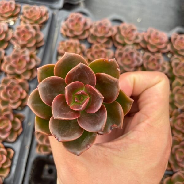 087. Echeveria ‘Melaco’