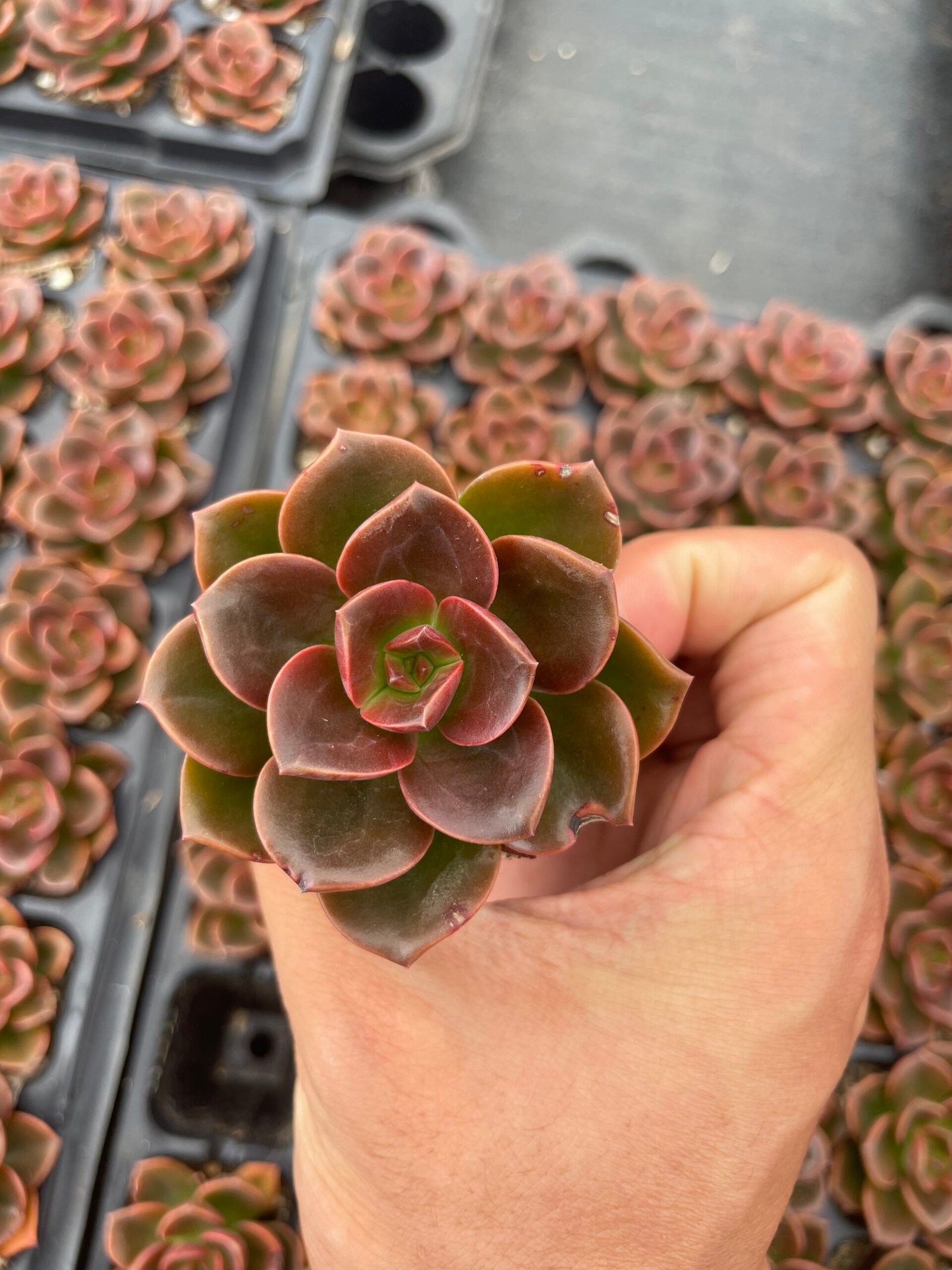Echeveria 'Melaco'