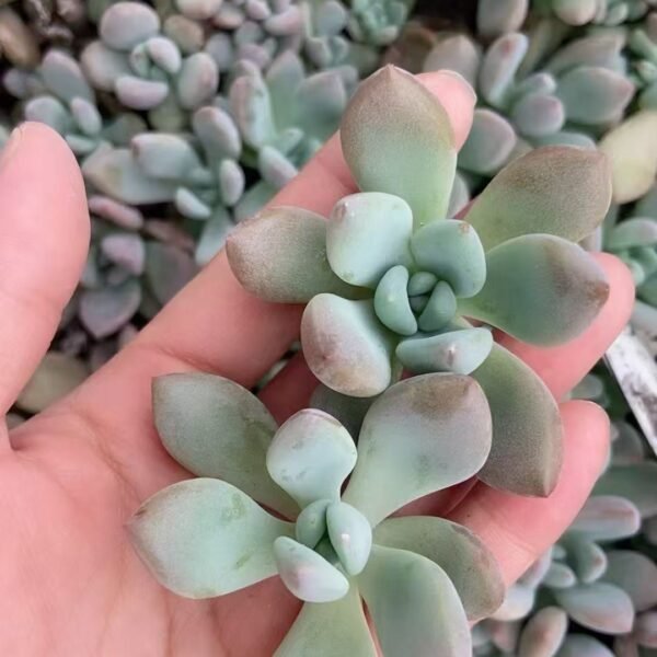 013. Graptoveria ‘Opalina’